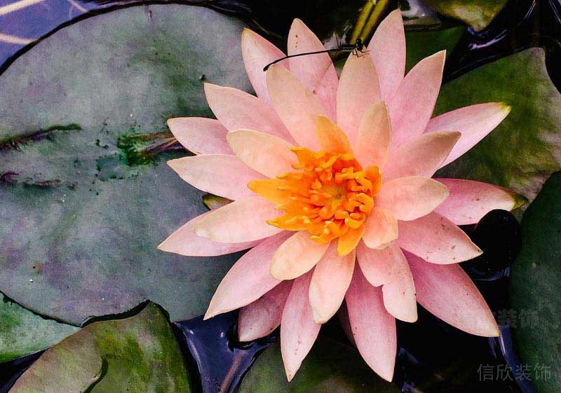 辦公室現(xiàn)代風(fēng)荷花背景畫效果圖