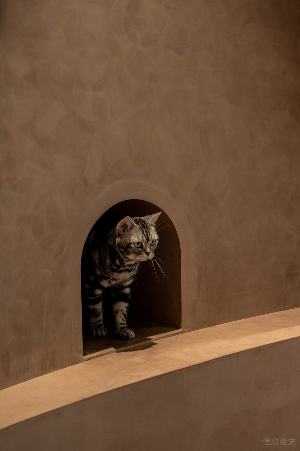 深圳市龍崗區(qū)橫崗有貓植說寵物店裝修設(shè)計 貓咪活動區(qū)